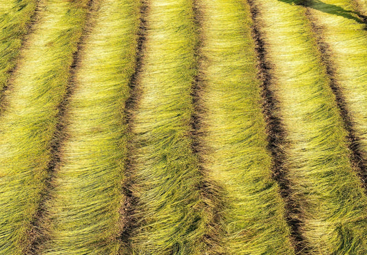 NATURAL LINEN
