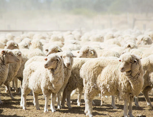 THE SECRET OF CASHWOOL®